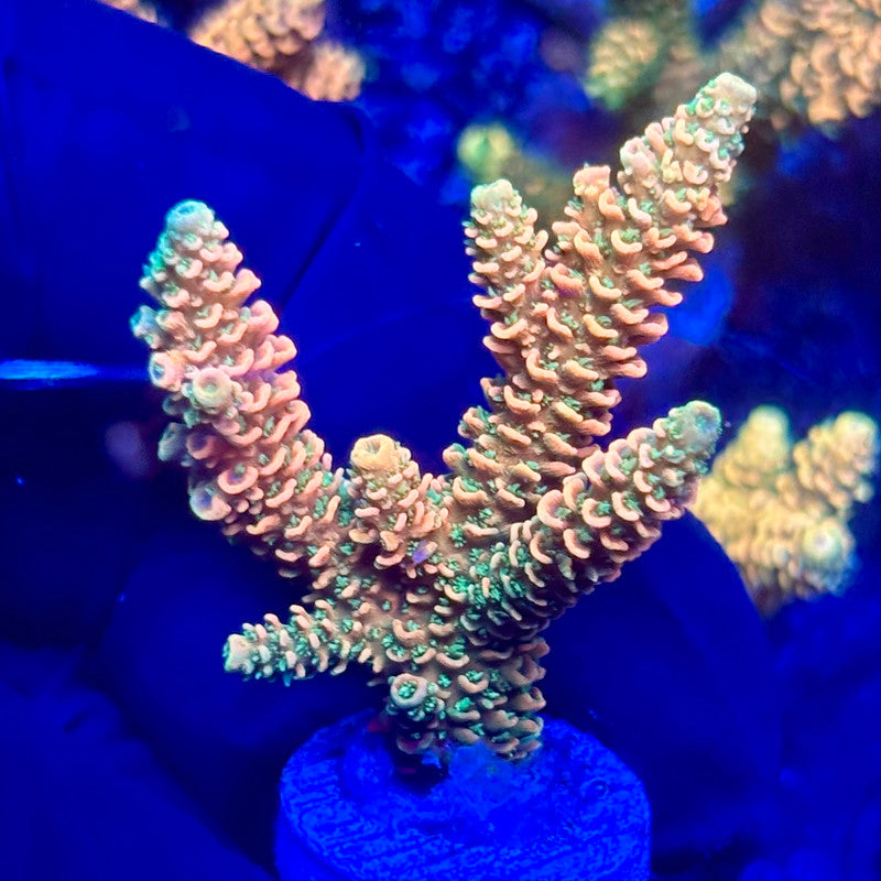 H4-F03-M10 || KFC Solomon Island Millepora SPS Frag WYSIWYG