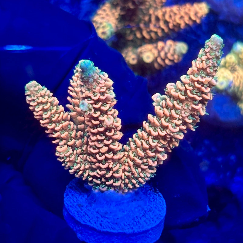 H4-F06-M10 || KFC Solomon Island Millepora SPS Frag WYSIWYG