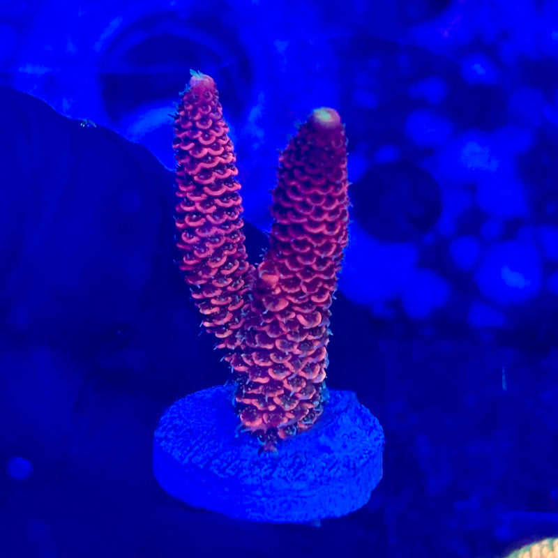 O3-A01-M10 || KFC Solomon Island Millepora SPS Frag WYSIWYG