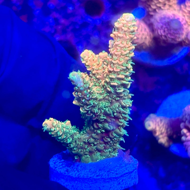 O3-C04-M10 || KFC Solomon Island Millepora SPS Frag WYSIWYG