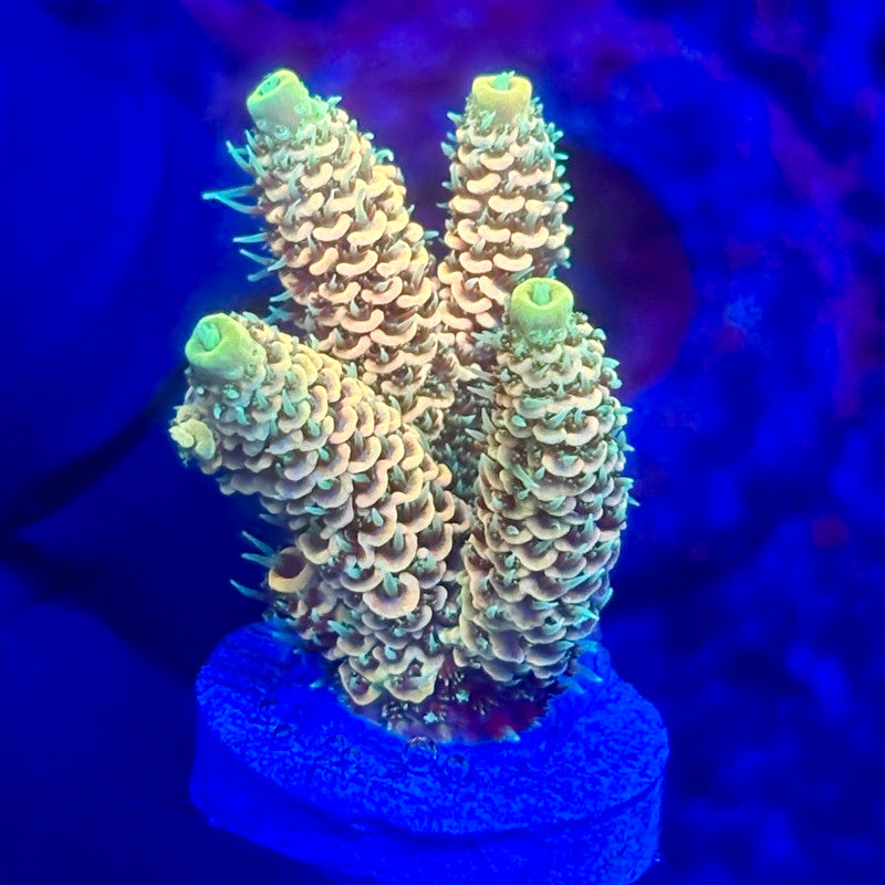 O3-F01-M10 || KFC Solomon Island Millepora SPS Frag WYSIWYG