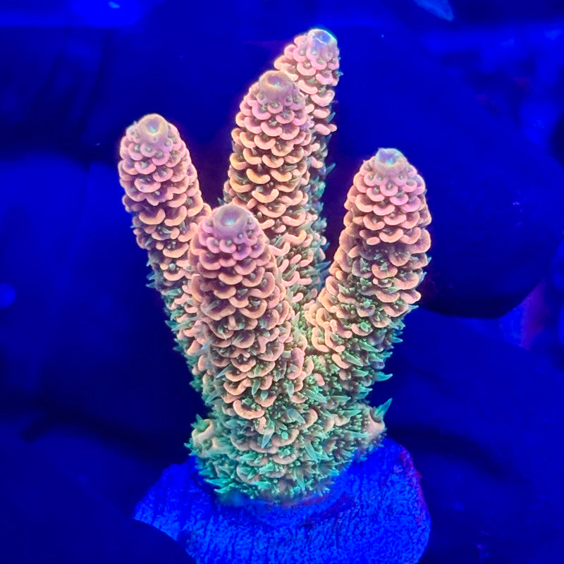 O3-G03-M10 || KFC Solomon Island Millepora SPS Frag WYSIWYG