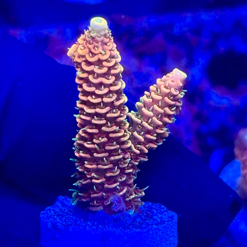 O3-H01-M10 || KFC Solomon Island Millepora SPS Frag WYSIWYG