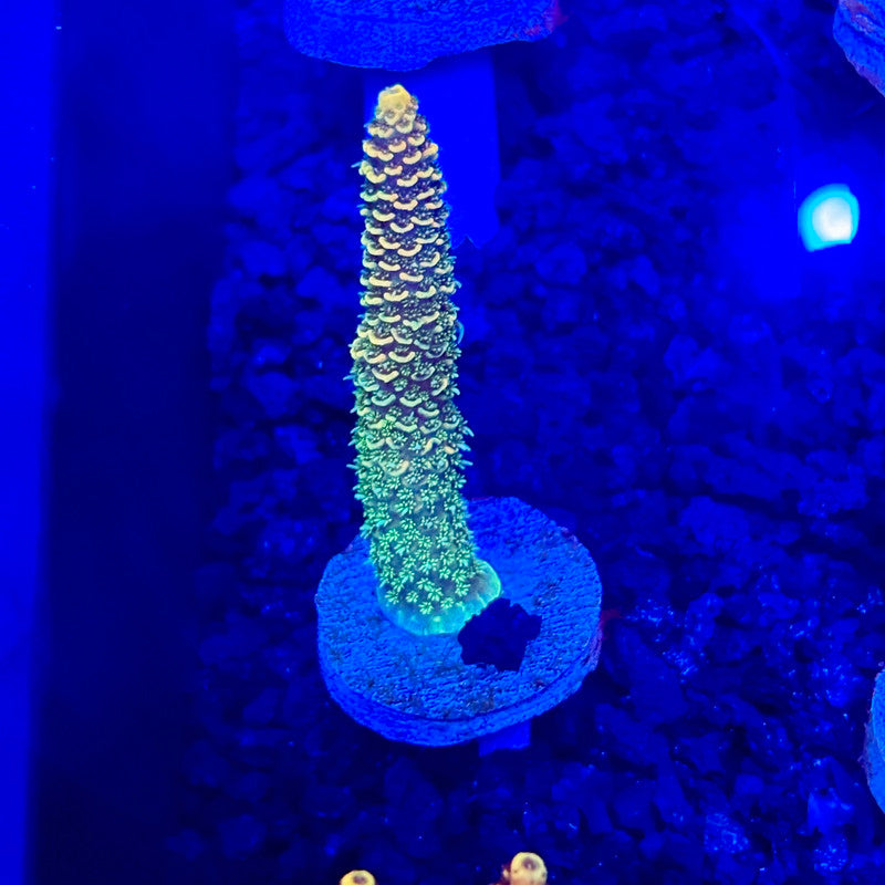 C4-A04-M10 || KFC Solomon Island Millepora SPS Frag WYSIWYG