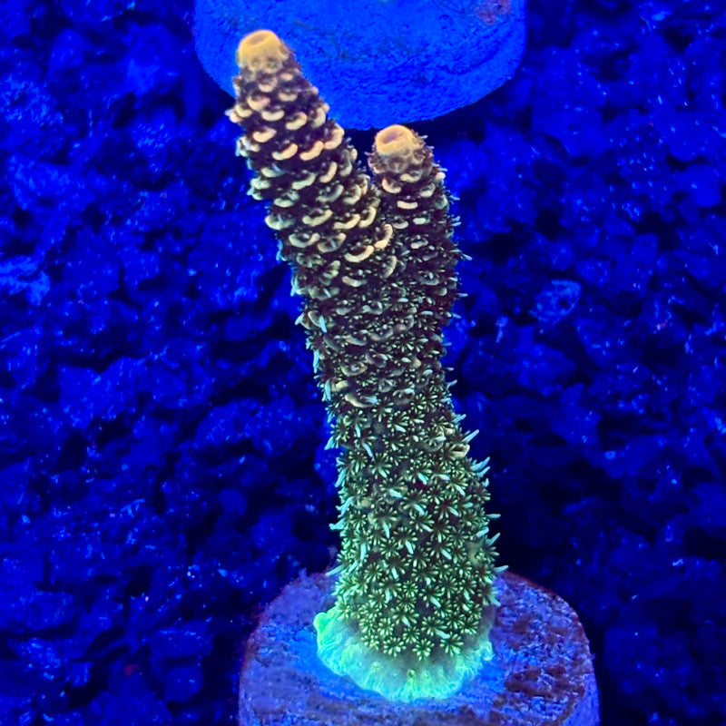 C4-B01-M10 || KFC Solomon Island Millepora SPS Frag WYSIWYG