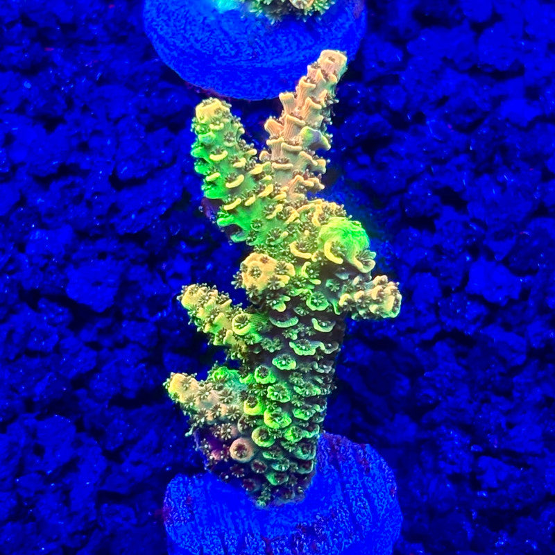 C4-B05-M10 || KFC Solomon Island Millepora SPS Frag WYSIWYG