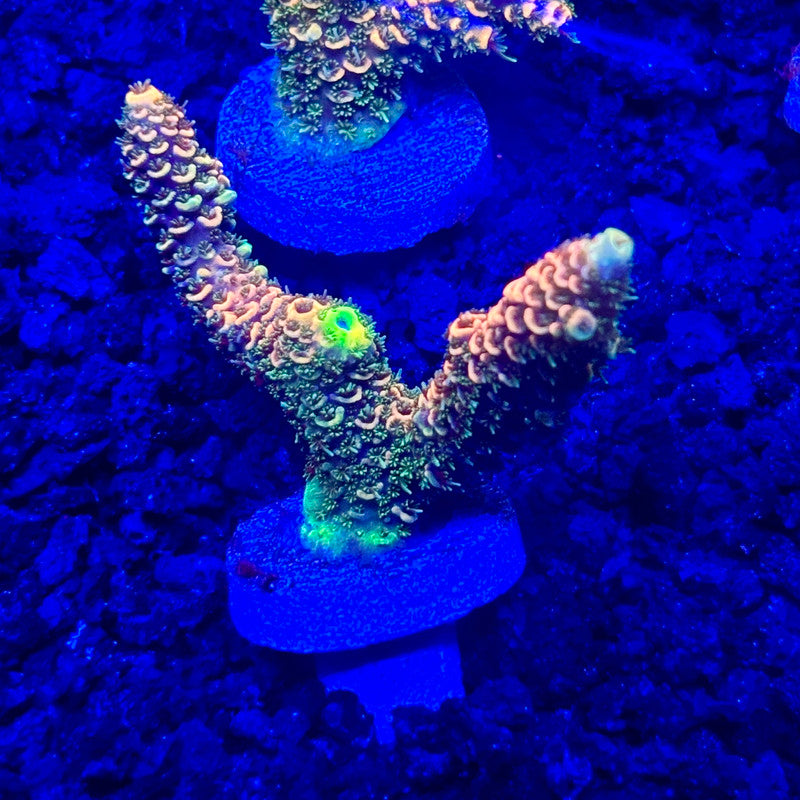 C4-C02-M10 || KFC Solomon Island Millepora SPS Frag WYSIWYG