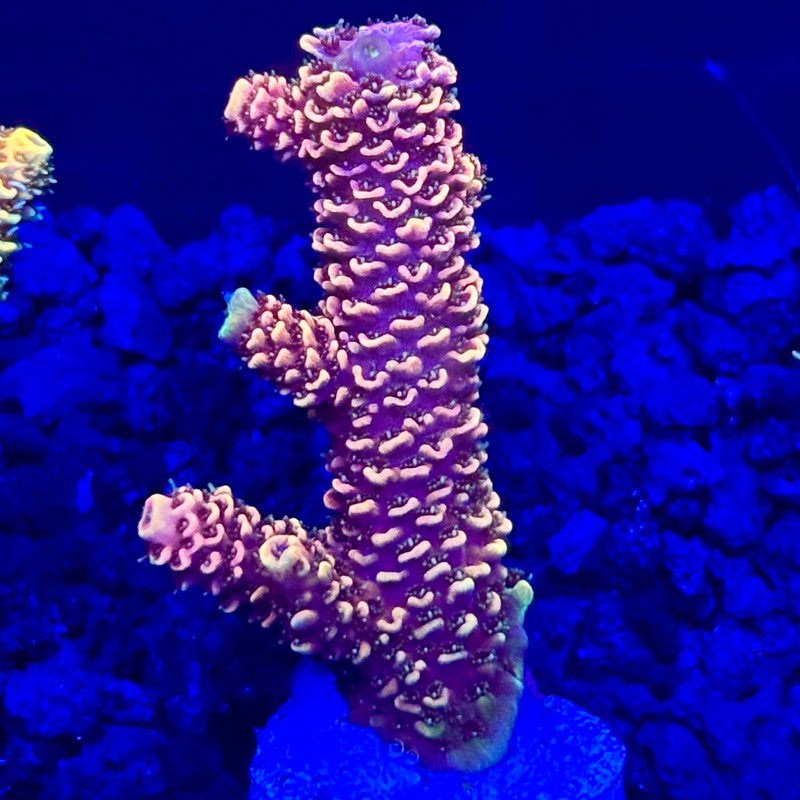 C4-D04-M10 || KFC Solomon Island Millepora SPS Frag WYSIWYG
