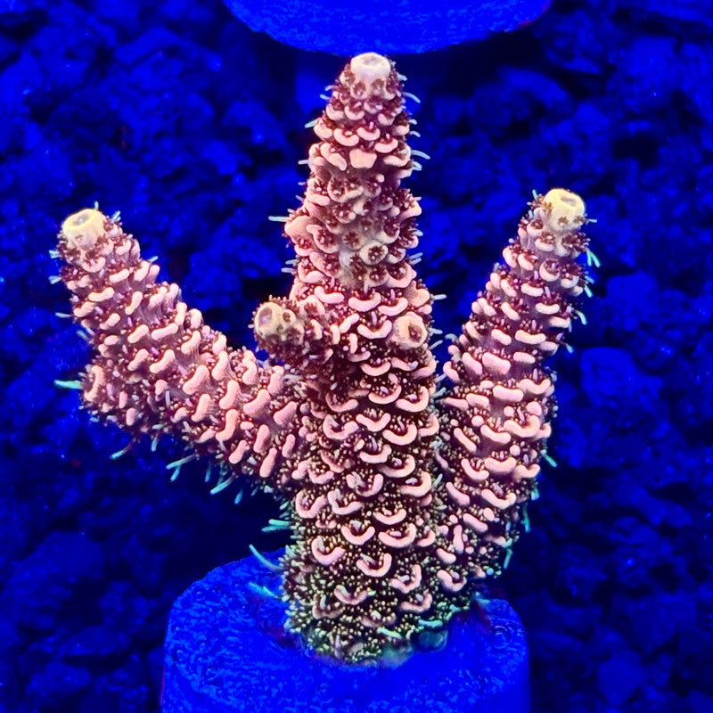 C4-E03-M10 || KFC Solomon Island Millepora SPS Frag WYSIWYG