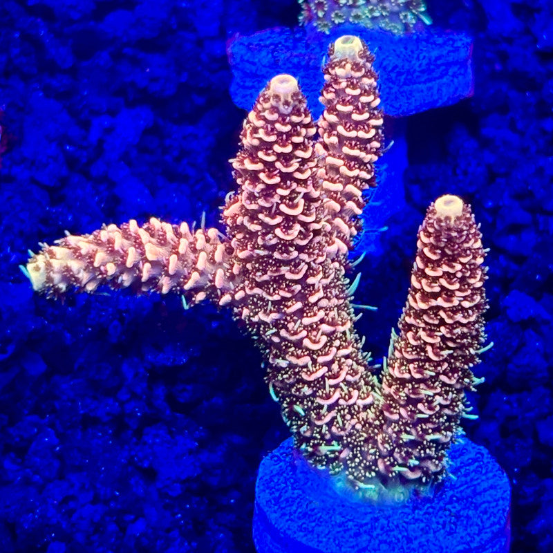C4-E04-M10 || KFC Solomon Island Millepora SPS Frag WYSIWYG