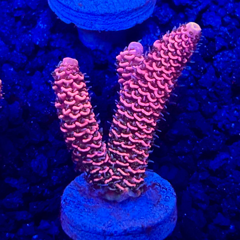 C4-G04-M10 || KFC Solomon Island Millepora SPS Frag WYSIWYG