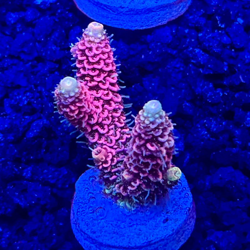 C4-G06-M10 || KFC Solomon Island Millepora SPS Frag WYSIWYG