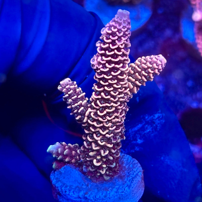 Y3-A05-M10 || KFC Solomon Island Millepora SPS Frag WYSIWYG