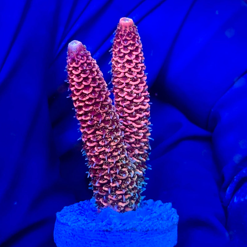 Y3-H05-M10 || KFC Solomon Island Millepora SPS Frag WYSIWYG