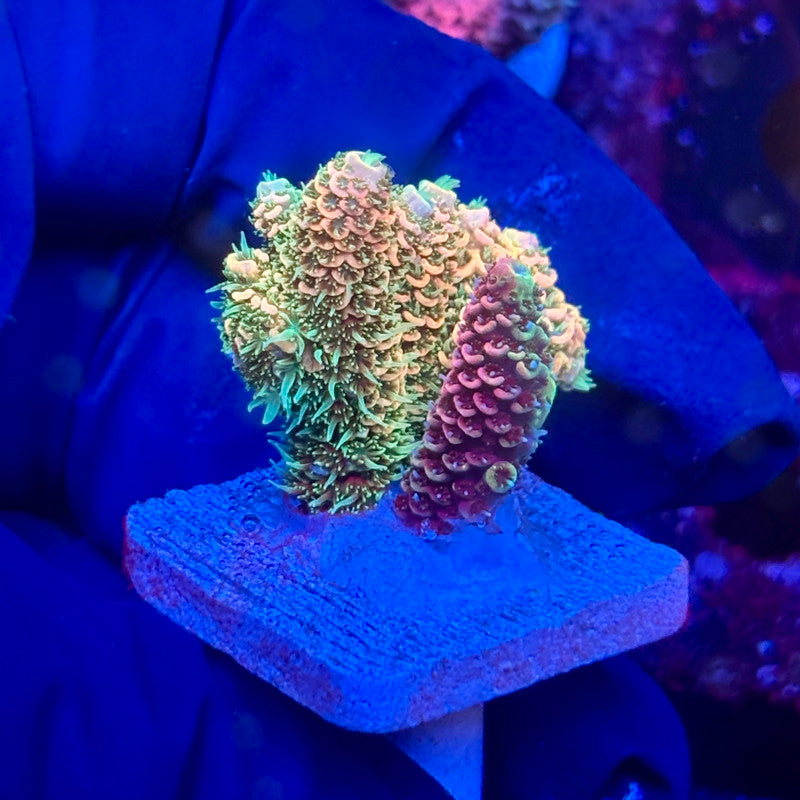 Y3-I01-M10 || KFC Solomon Island Millepora SPS Frag WYSIWYG