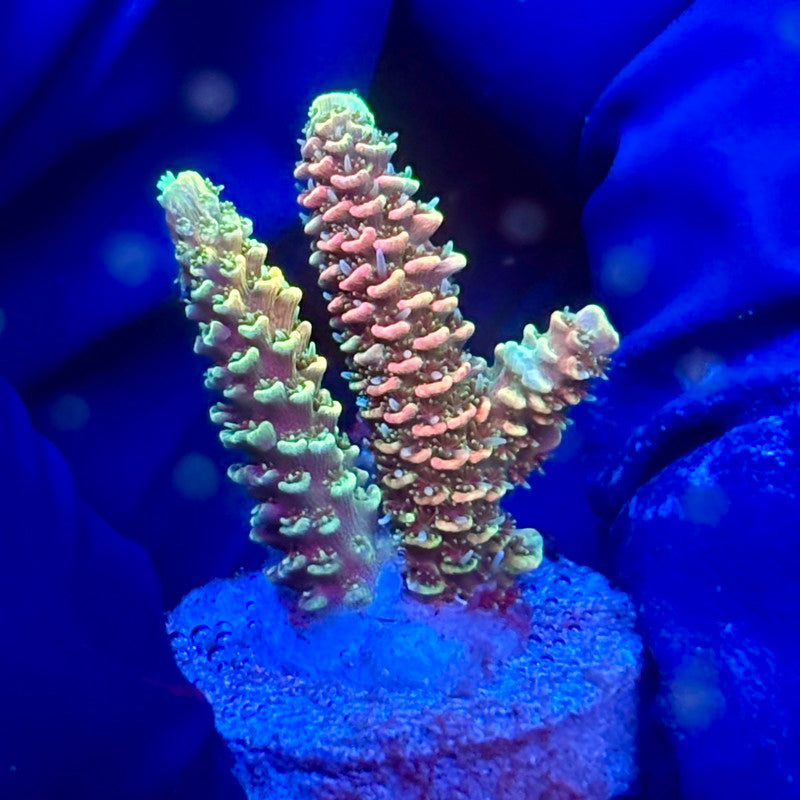 Y3-I04-M10 || KFC Solomon Island Millepora SPS Frag WYSIWYG