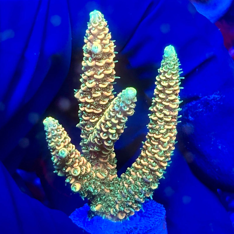 Y3-I07-M10 || KFC Solomon Island Millepora SPS Frag WYSIWYG