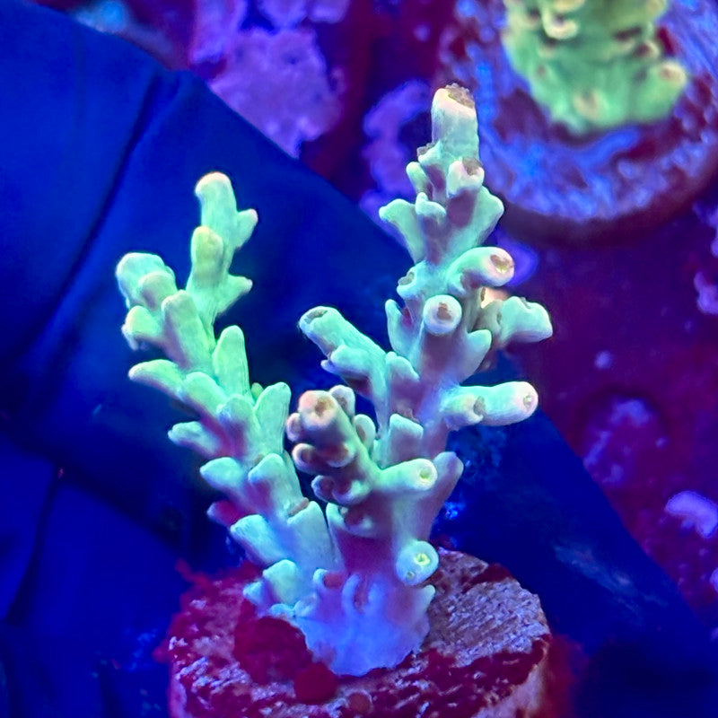 W3-B04-M10 || KFC Malaysian Speciosa SPS Frag WYSIWYG