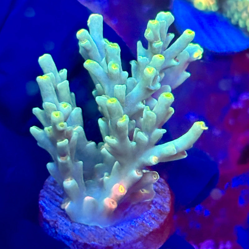 W3-F03-M10 || KFC Malaysian Speciosa SPS Frag WYSIWYG