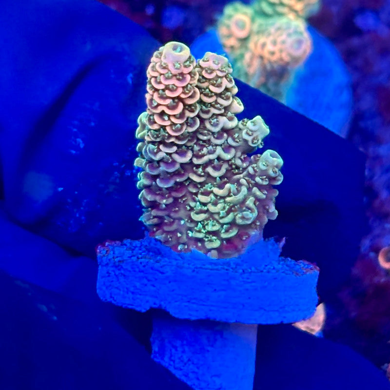 X3-C06-M10 || KFC Solomon Island Millepora SPS Frag WYSIWYG