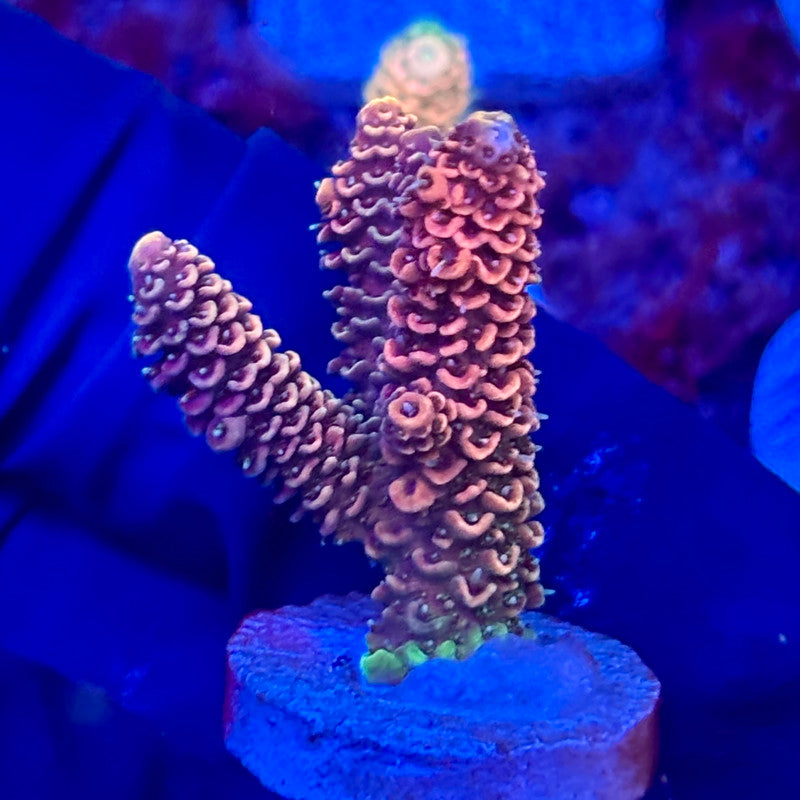 X3-D02-M10 || KFC Solomon Island Millepora SPS Frag WYSIWYG