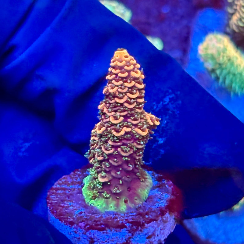 X3-E06-M10 || KFC Solomon Island Millepora SPS Frag WYSIWYG
