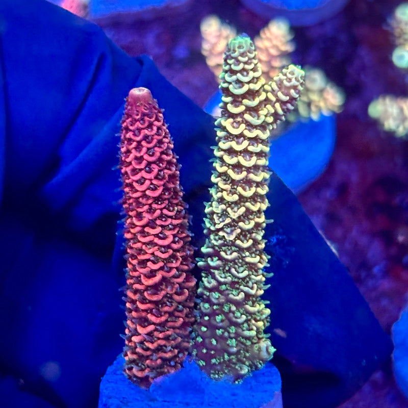X3-F02-M10 || KFC Solomon Island Millepora SPS Frag WYSIWYG