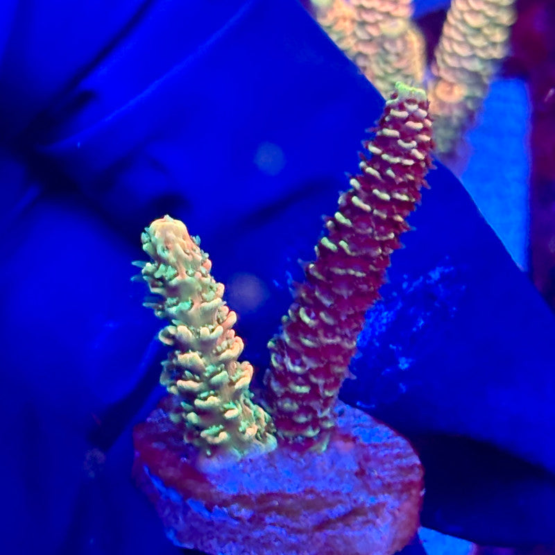 X3-H05-M10 || KFC Solomon Island Millepora SPS Frag WYSIWYG