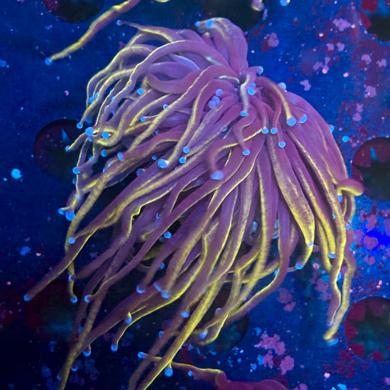 B3-06-M10 || Single Head 24K Torch WYSIWYG