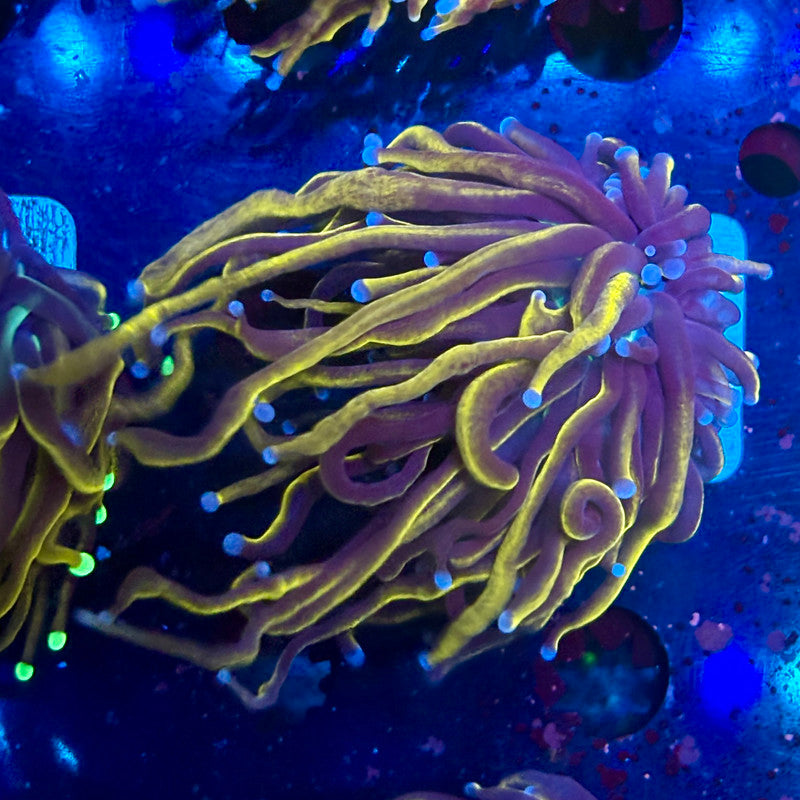 B3-07-M10 || Single Head 24K Torch WYSIWYG