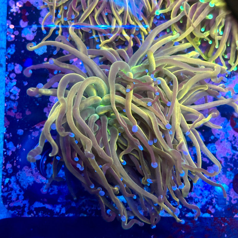 Q3-01-M10 || 2 Heads Dragon Tamer Torch WYSIWYG