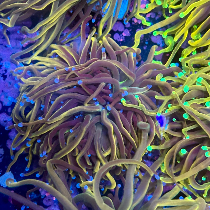 Q3-02-M10 || 2 Heads Dragon Tamer Torch WYSIWYG