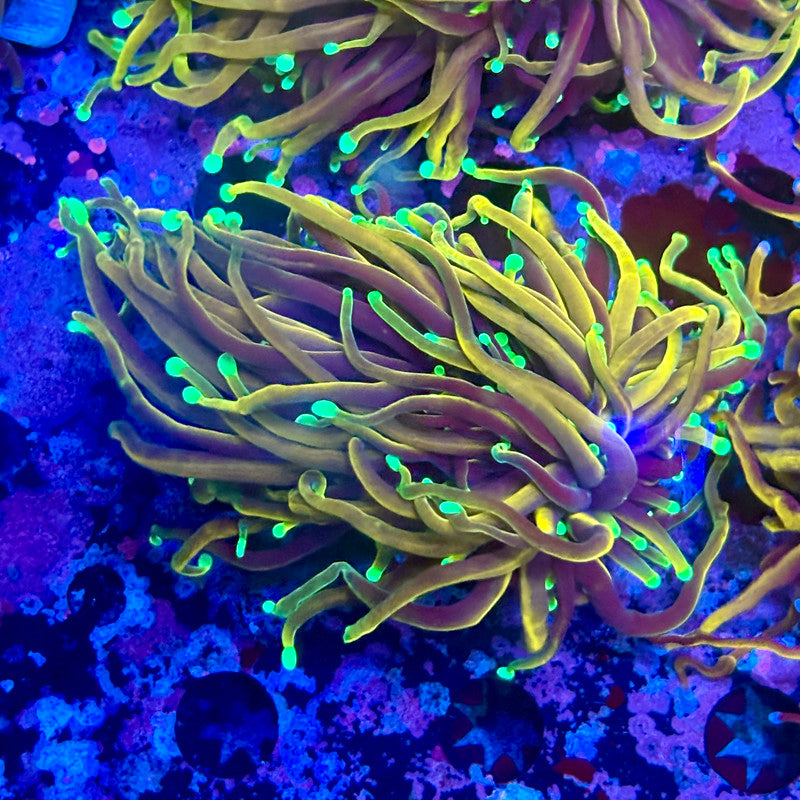 Q3-05-M10 || 2 Heads Dragon Fire Torch WYSIWYG