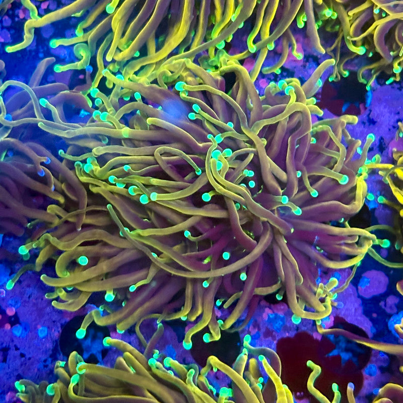 Q3-06-M10 || 2 Heads Dragon Fire Torch WYSIWYG