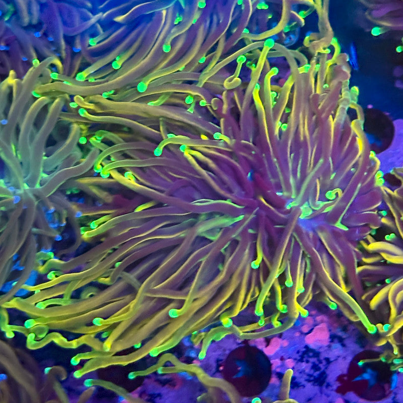 Q3-07-M10 || 2 Heads Dragon Fire Torch WYSIWYG