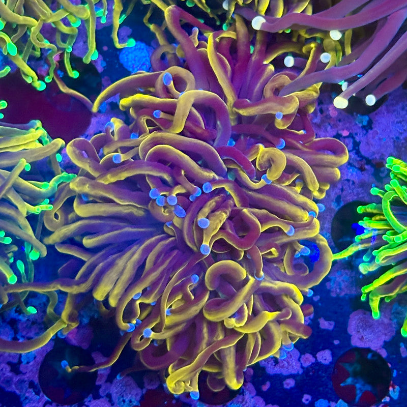 Q3-09-M10 || 2 Heads 24K Torch WYSIWYG