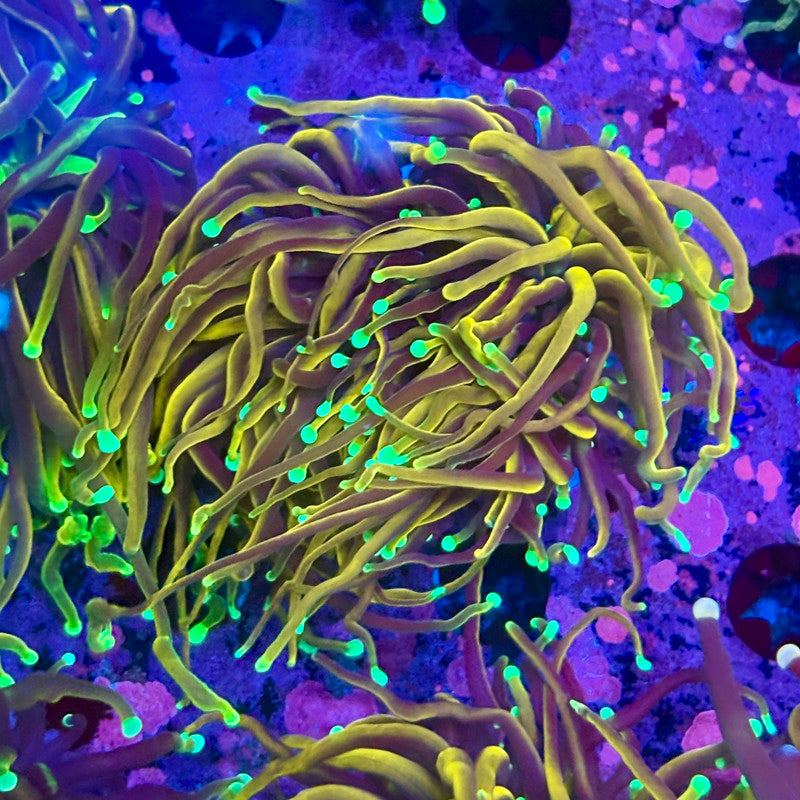 Q3-11-M10 || 2 Head Ultra Jester Torch WYSIWYG