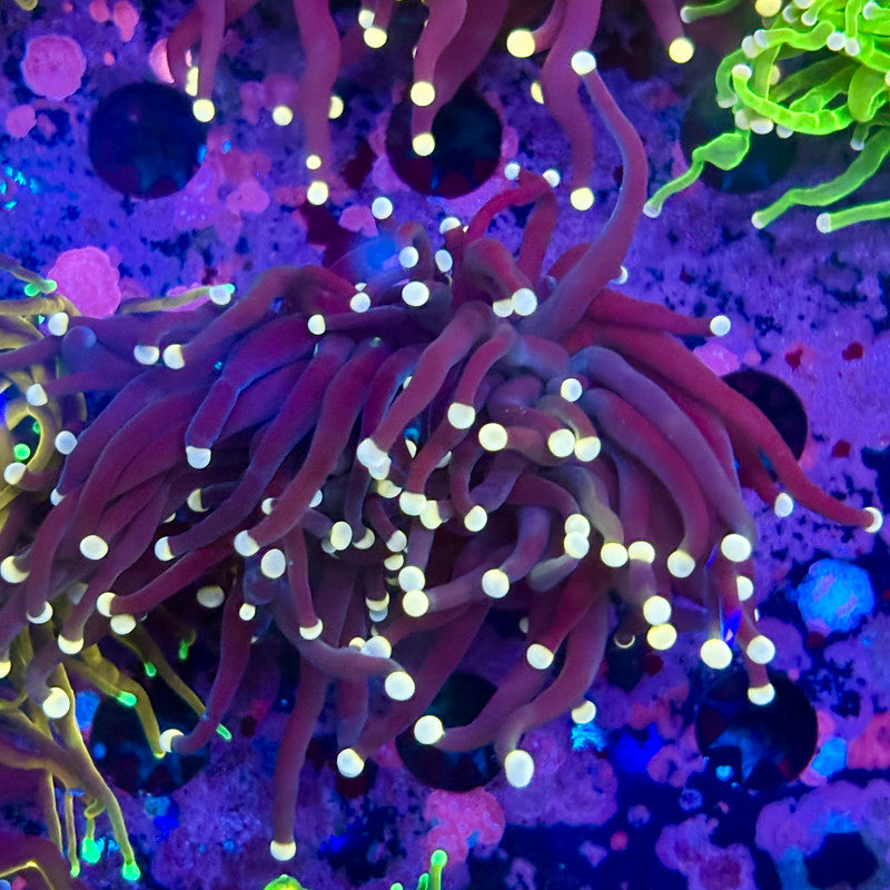 Q3-14-M10 || 2 Head Joker Torch WYSIWYG