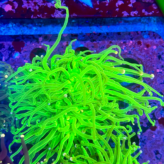 Q3-20-M10 || 2 Head Cotton Candy Torch WYSIWYG