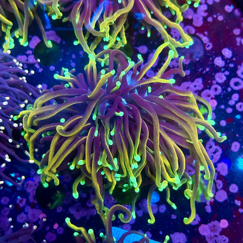 Q4-19-M10 || Single Head Dragon Fire Torch WYSIWYG