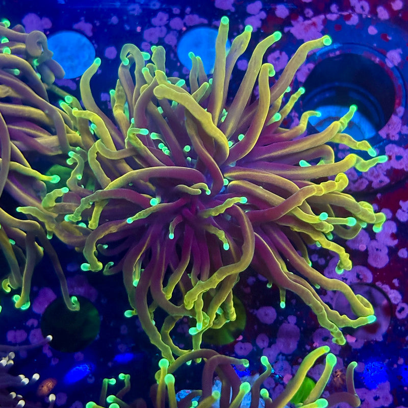 Q4-20-M10 || Single Head Dragon Fire Torch WYSIWYG