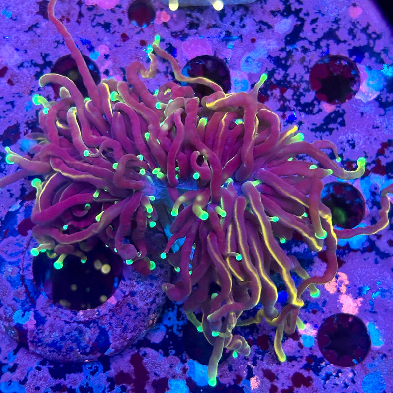 C3-01-M10 || 2 Heads Dragon soul Torch WYSIWYG