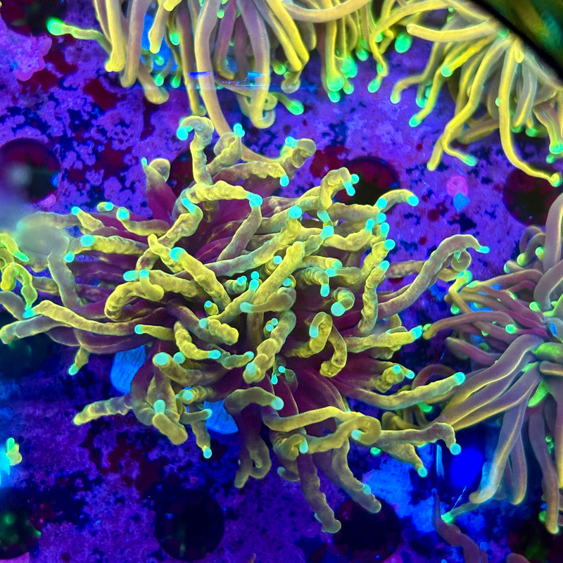 C3-07-M10 || Single Head Special Dragon Fire Torch WYSIWYG