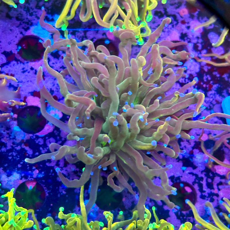 C3-10-M10 || 1 Head Dragon Tamer Torch WYSIWYG