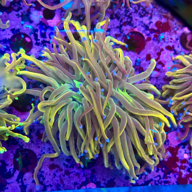 C3-13-M10 || 2 Heads Dragon Tamer Torch WYSIWYG