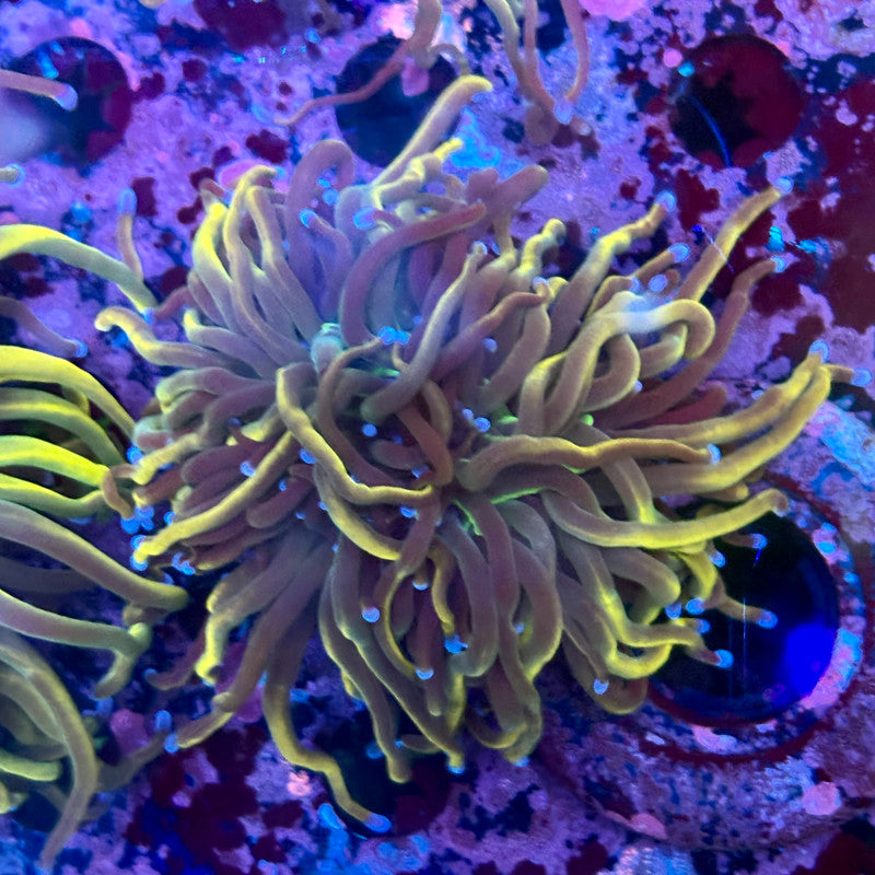 C3-17-M10 || 1 Head Dragon Tamer Torch WYSIWYG