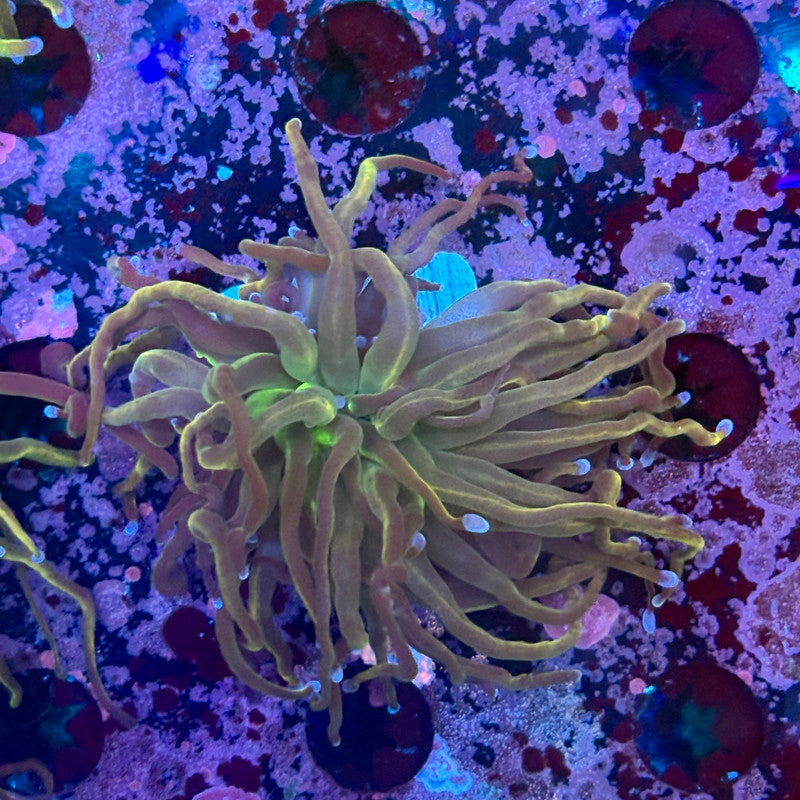 C3-18-M10 || 1 Head Dragon Tamer Torch WYSIWYG