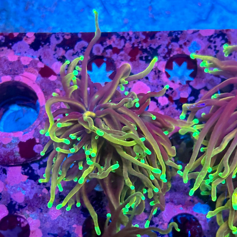 M5-04-M10 || Single Head Dragon Soul Torch WYSIWYG