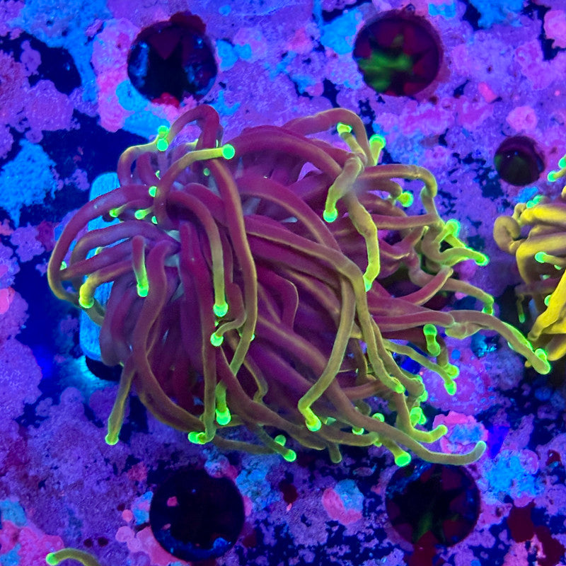 M5-11-M10 || Single Head Dragon Soul Torch WYSIWYG