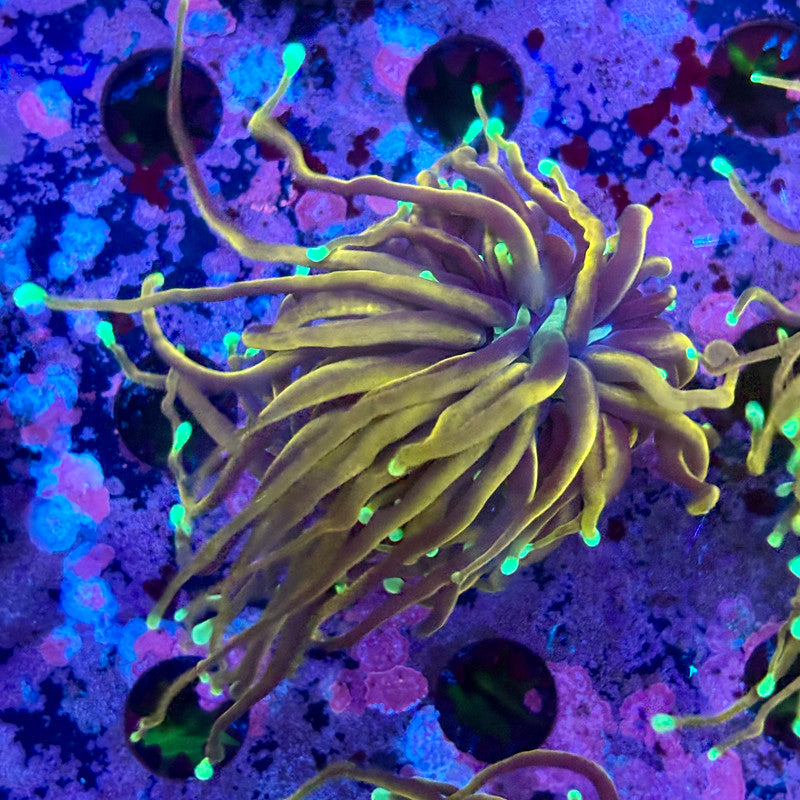 M5-14-M10 || Single Head Jester Torch WYSIWYG